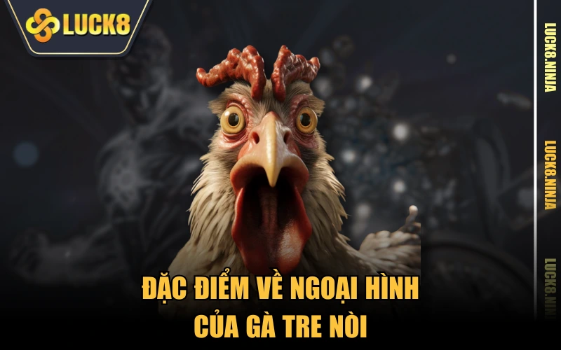 Gà Tre Nòi - Các Thông Tin Cần Biết Về Giống Kê Tốt 2 Đặc điểm về ngoại hình của gà tre nòi