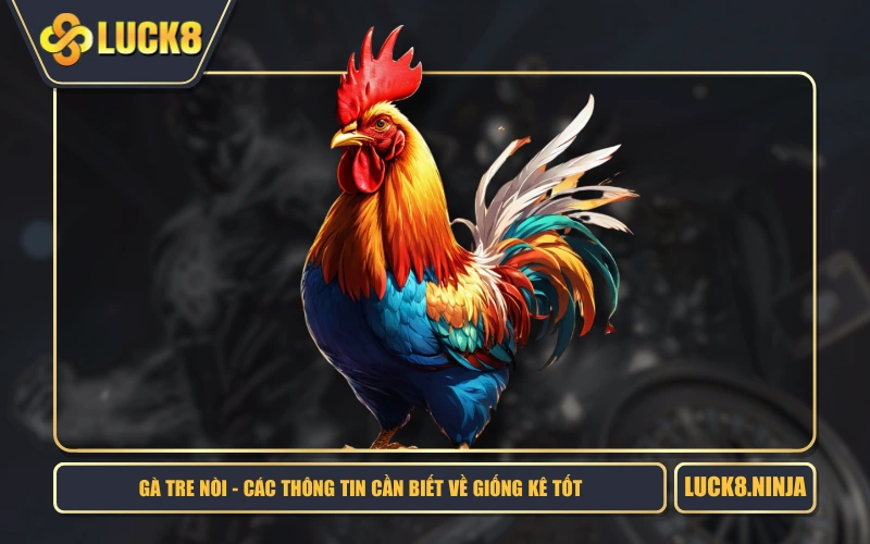 Gà Tre Nòi - Các Thông Tin Cần Biết Về Giống Kê Tốt 1 Gà Tre Nòi - Các Thông Tin Cần Biết Về Giống Kê Tốt