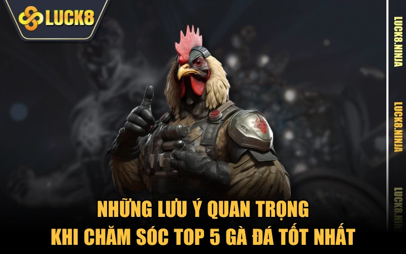 Top 5 Gà Đá Tốt Nhất Được Nhiều Sư Kê Đánh Giá Cao 5 Những lưu ý quan trọng khi chăm sóc top 5 gà đá tốt nhất
